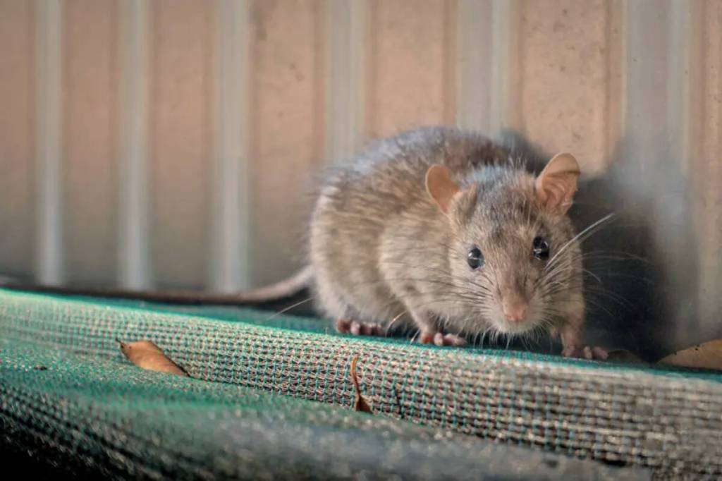 Victoria named second most rattiest place in Canada