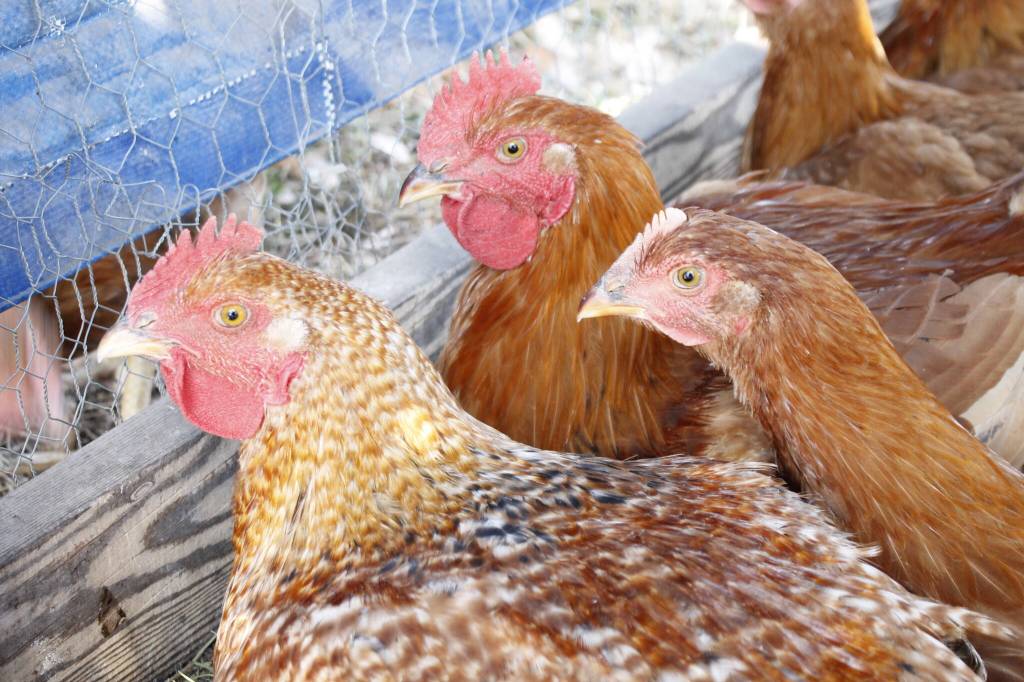 India's Kerala State Reports 11 H5N1 Bird Flu Outbreaks, WOAH Confirms | Quick Digest