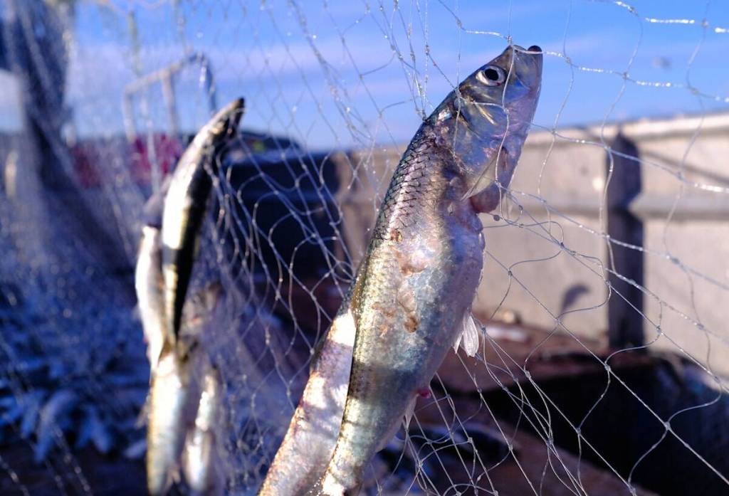 Victoria fishing club calls to halt commercial herring fishery