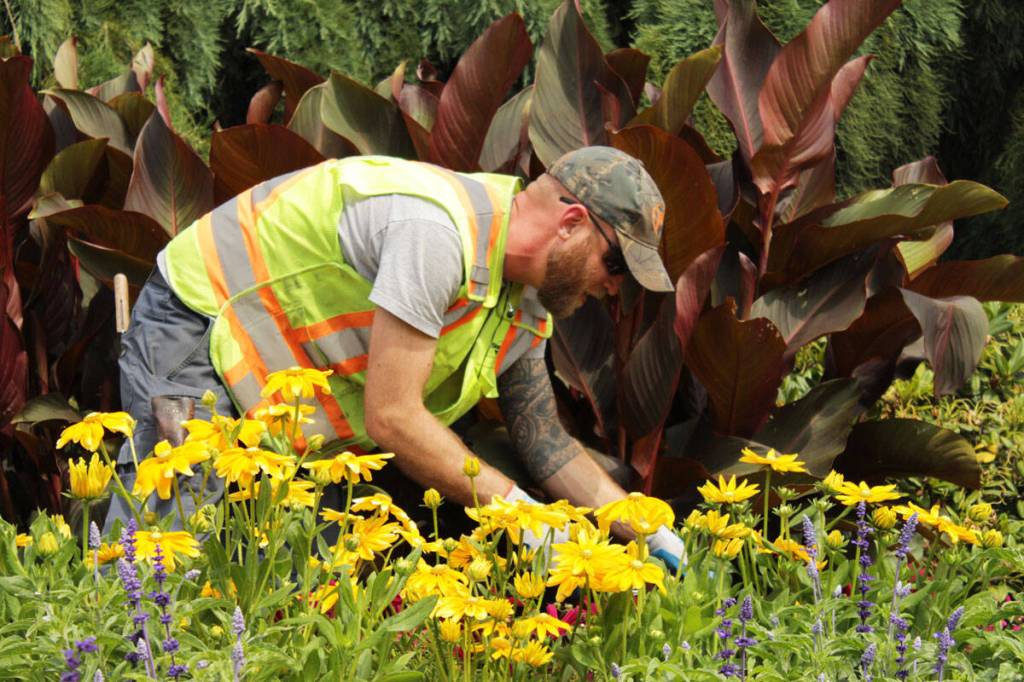Andrew Duffels, a horticulturist for the municipality, attends to some cosmo flowers outside Saanich municipal hall. (Saanich News file photo)