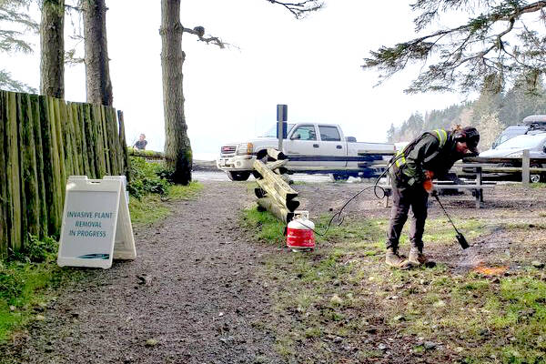 A CRD Parks worker puts the torch to carpet burweed at Jordan River Regional Park in 2023. Parks workers are among the CUPE 1978 membership who recently ratified a new three-year agreement with the CRD. (CRD/File)
